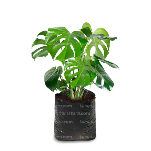 Planta Balazo B35 - Tumatera.co