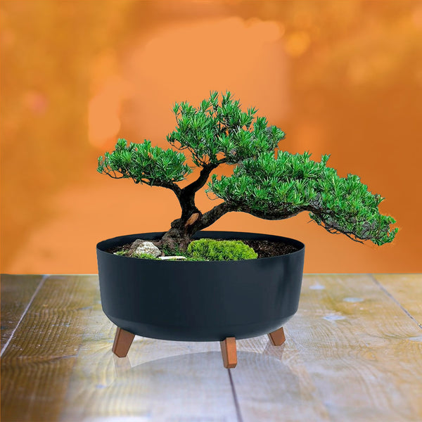 Materas para Bonsai